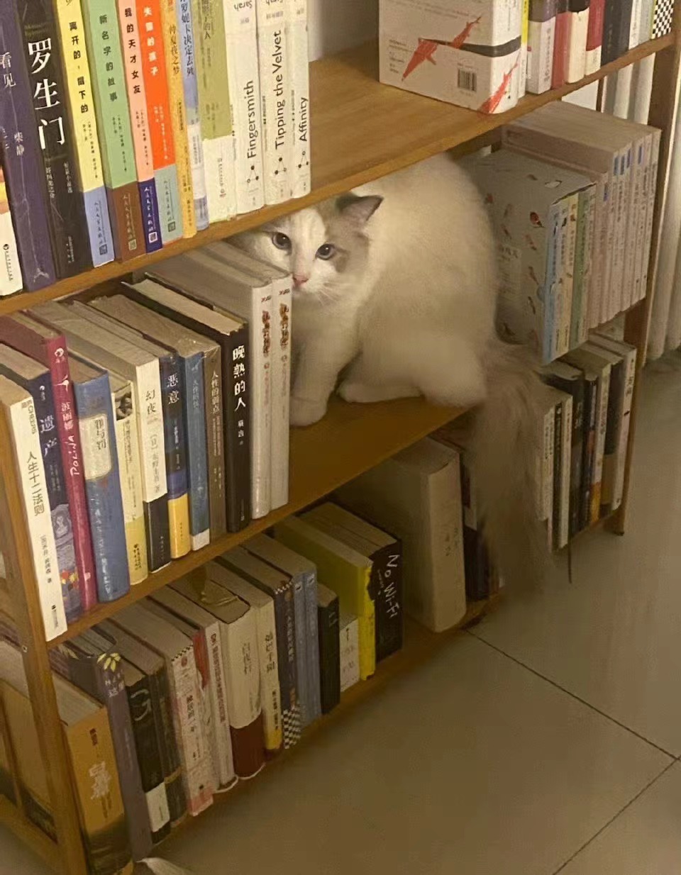我家的书架长🐱了